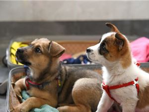 抖音宠物类目Top10品牌销售构成背后的“它经济”，如何做好弯道超车？