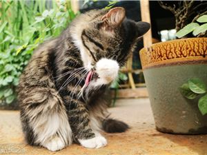 短视频里的“神奇动物”，“内卷”到不会“赚钱”