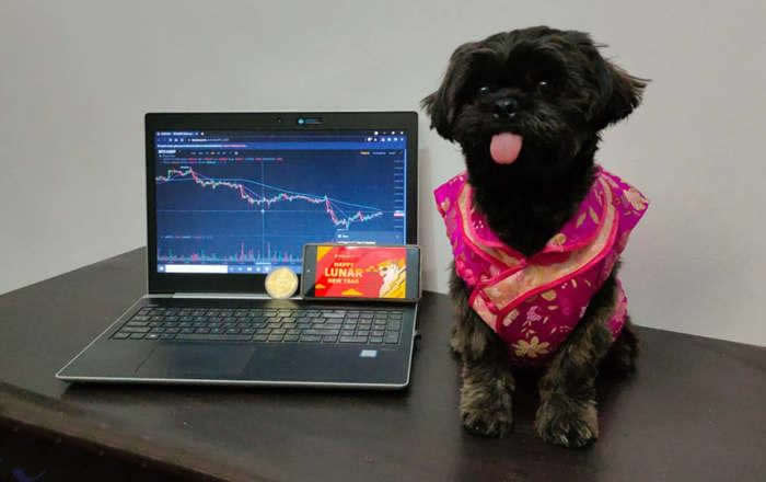 DOGEKING是什么币种?沈腾春晚提及的元宇宙DOGEKING币介绍1