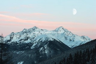 dogcoin - walltconnct