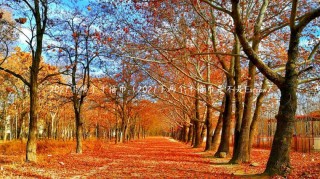 2021下两个十倍币（2021下两个十倍币是不是scrow）